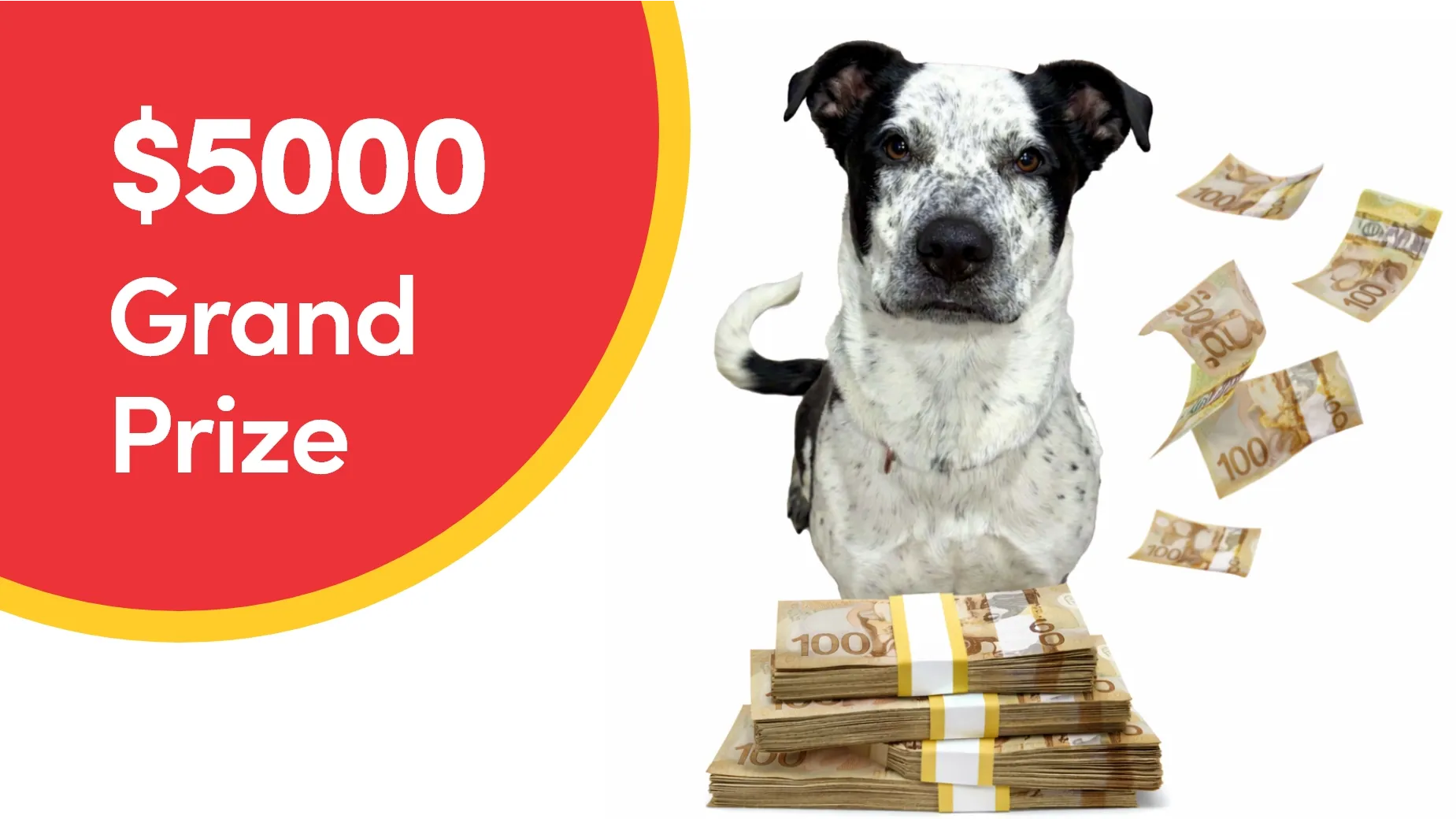 Raffle to Rescue Animals 2026
